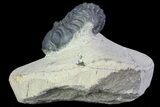 Bargain, Reedops Trilobite Fossil - Good Eye Facets #68652-5